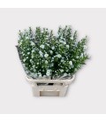 Aster Monté Casino Imp 90 cm
