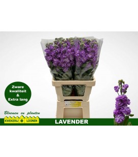Giroflée Milla lavender 65 cm