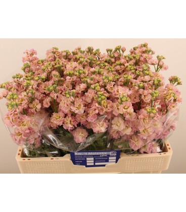 Giroflée Stox Champagne 60 cm