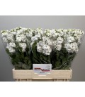 Giroflée Stox White 55 cm
