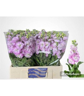 Giroflée Mathilda Pink 60 cm