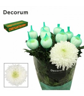 Chrysantheme G Magnum 75 cm