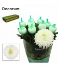 Chrysantheme Magnum 70 cm