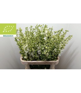 Pied d'alouette Blanche 80 cm