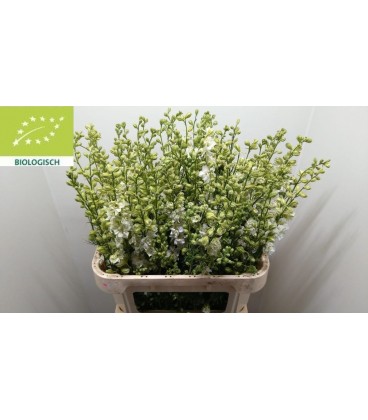Pied d'Alouette Blanche 80 cm