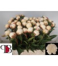 Pivoine Mary Nicholls 60 cm