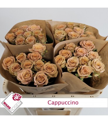 Rose Cappuccino 70 cm