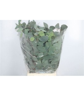 Eucalyptus Polyanthemo 70 cm 300 g