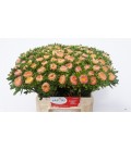 Reine Marguerite Abrikoos 50 cm