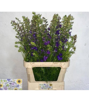 Pied d'alouette Dark blue