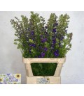 Pied d'alouette Dark blue