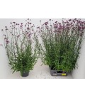 Verveine Bonariensis pot 23