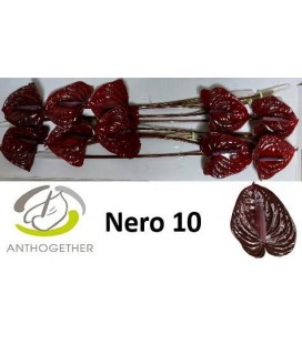Anthurium Nero *10