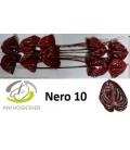 Anthurium Nero *10