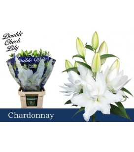 Lys or double Chardonnay 95 cm