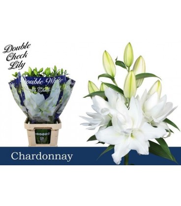 Lys or du Chardonnay