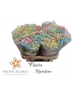 Gypsophile teinté multicolor