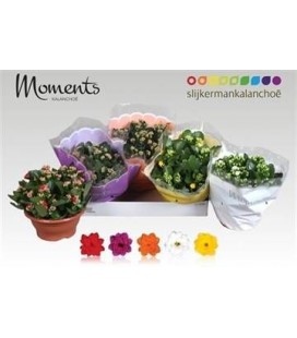 Kalanchoe coupe 23 cm diff coul