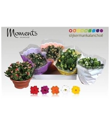 Kalanchoe coupe 23 cm diff coul