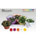 Kalanchoe coupe 23 cm diff coul