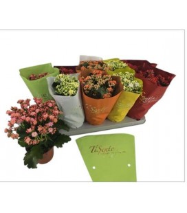 Kalanchoe Ø12 