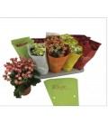 Kalanchoe Ø12 mix 5 coul