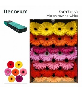 Gerbera Mix x 25