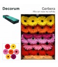 Gerbera Mix