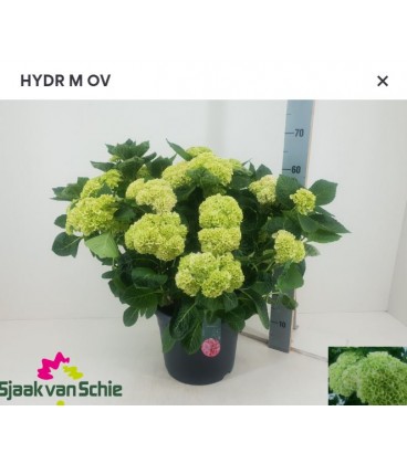Hortensia mélange pot de 29 h 60