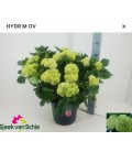 Hortensia mélange pot de 29 h 55/60