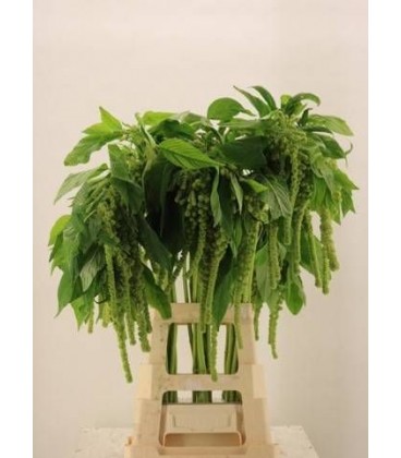 Amaranthe cycloop 60 cm