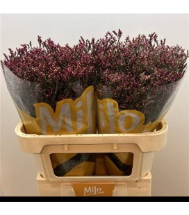 Limonium scarlet diamond 70 cm