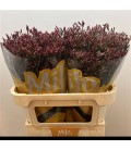 Limonium scarlet diamond 70 cm