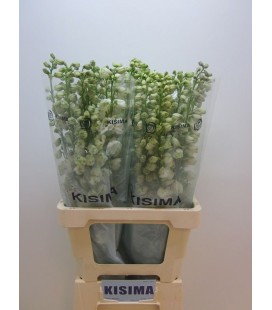 Delphinium Guard White 70 cm