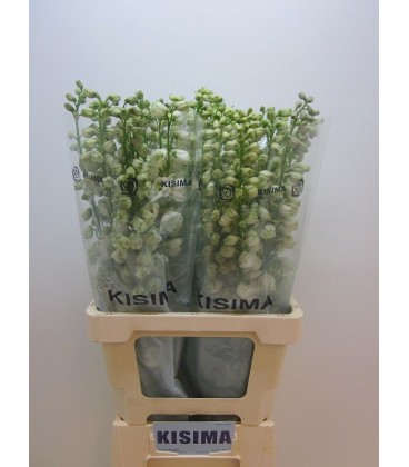Delphinium Guard White 70 cm