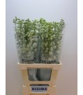 Delphinium Guard White 70 cm