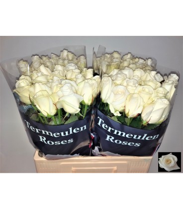 Rose Akito 60 cm