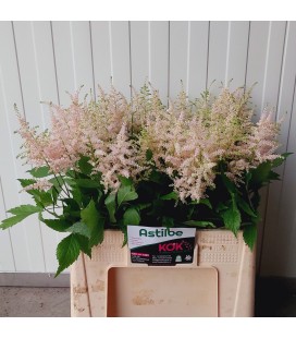 Astilbe Europa 60 cm