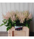 Astilbe Europa 60 cm