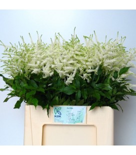 Astilbe Whasingthon 60 cm