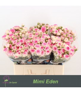 Rose Branchue Mini Eden 55 cm