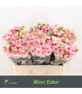 Rose Branchue Mini Eden 55 cm