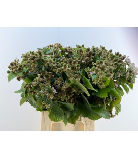 Rubus mûre 40 cm