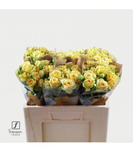 Rose Branchue Bandolero 50 cm