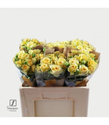 Rose Branchue Bandolero 50 cm