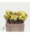 Rose Branchue Bandolero 50 cm