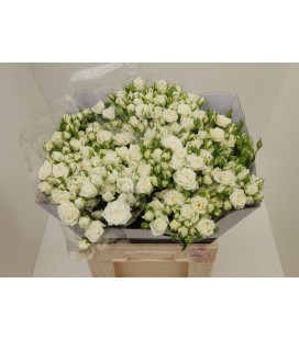 Rose Branchue Josephine 60 cm