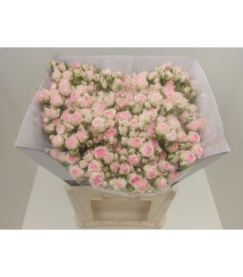 Rose Branchue Kate Lynn 60 cm