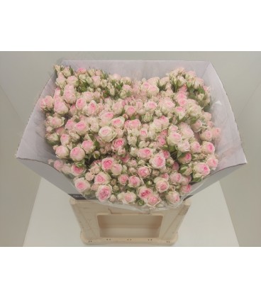 Rose Branchue Kate Lynn 60 cm