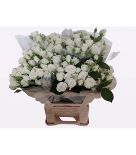 Rose Branchue Josephine 50 cm